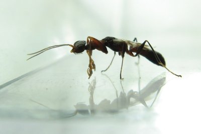 Family Dryinidae - Pincher Wasps