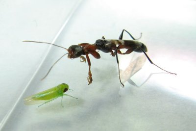 Dryinus alatus
