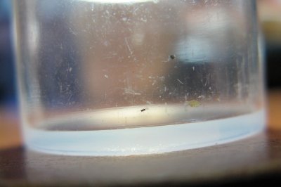 Camptoptera sp.