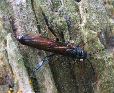 Pigeon Horntail (Tremex columba), family Siricidae