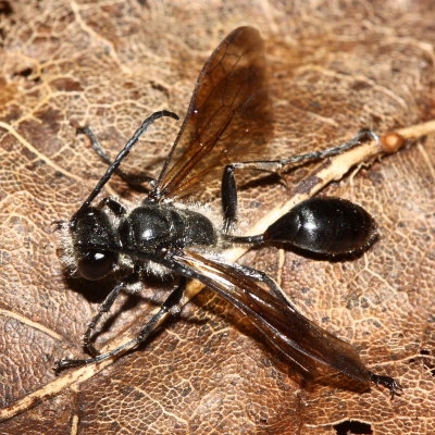 Grass-carrying Wasp (Isodontia mexicana)