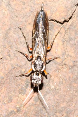 Xiphydria maculata, family Xiphydriidae