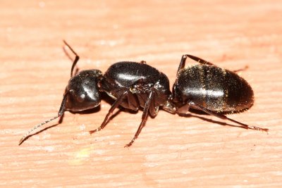 Black Carpenter Ant (Camponotus pennsylvanicus) queen