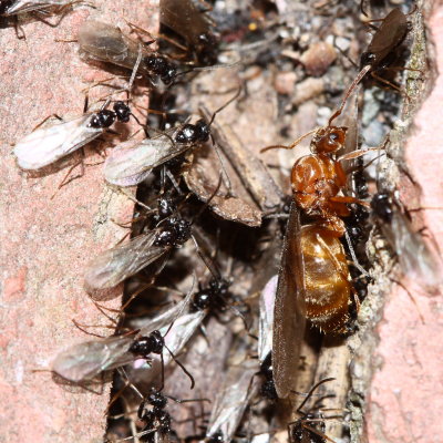 False Honey Ant (Prenolepis imparis) reproductives