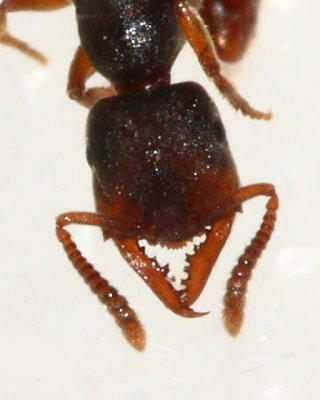 Dracula Ant (Amblyopone pallipes)