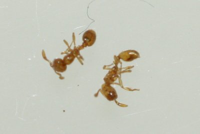Thief Ants (Solenopsis molesta)