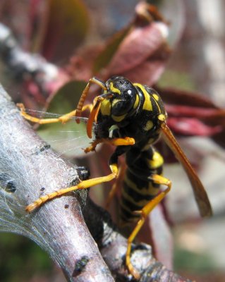 European Paper Wasp attacking tent caterpillars