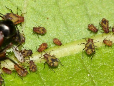 Poplar Leaf Aphid (Chaitophorus populicola)