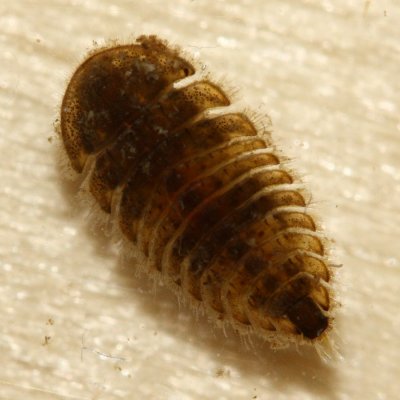 Ectopria sp. larva.