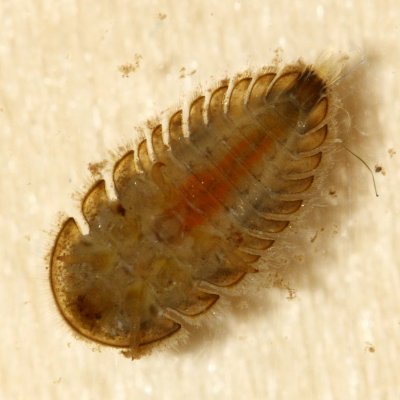 Ectopria sp. larva