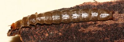 Conifer Bark Beetle larva, family Boridae