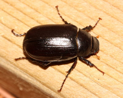 May Beetle (Diplotaxis sp.)