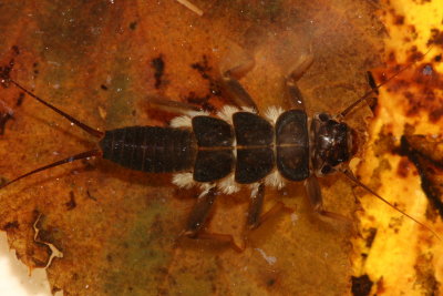 Family Perlidae - Common Stoneflies