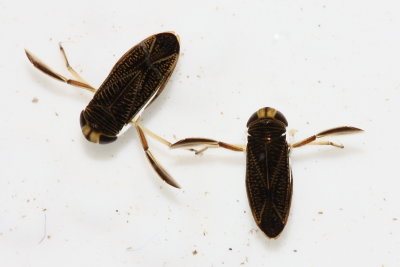 Family Corixidae - Water Boatmen