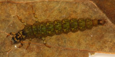Rhyacophila fuscula larva, family Rhyacophilidae