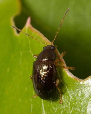 Rhabdopterus sp.