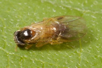 Acordulecera sp., family Pergidae