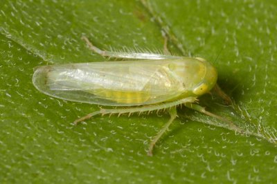 Chlorotettix sp. (Deltocephalinae)