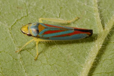 Graphocephala coccinea (Cicadellinae)