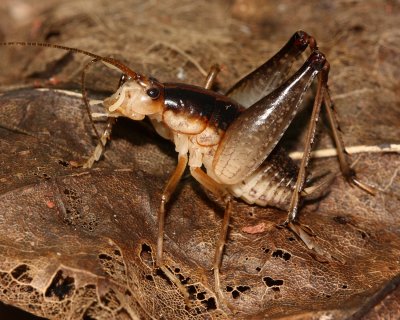 Ceuthophilus meridionalis