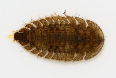 Ectopria sp. larva