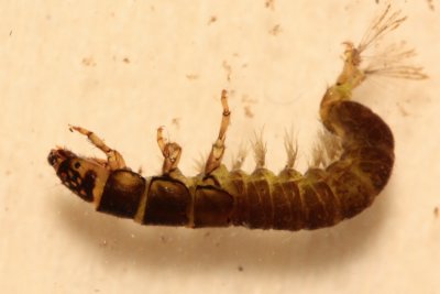 Hydropsyche sp.