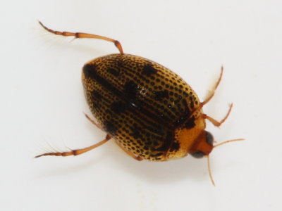 Peltodytes tortulosus