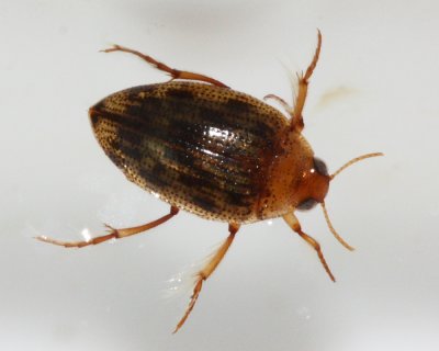 Haliplus fulvus