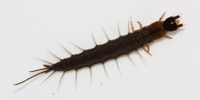 Spring Fishfly (Chauliodes rastricornis)