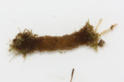 Midge larva tube