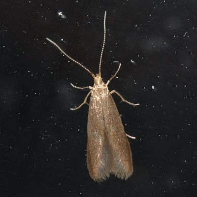 Casebearer Moth, Coleophora sp., family Coleophoridae