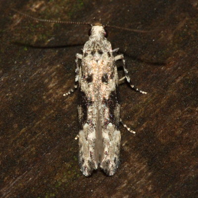 Hodges#1792 Coleotechnites atrupictella
