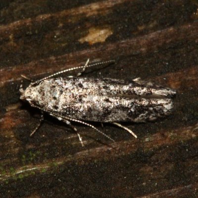 Coleotechnites sp.