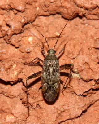 Phytocoris sp. (Mirinae)