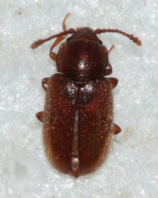 Cryptophagus cf. laticollis