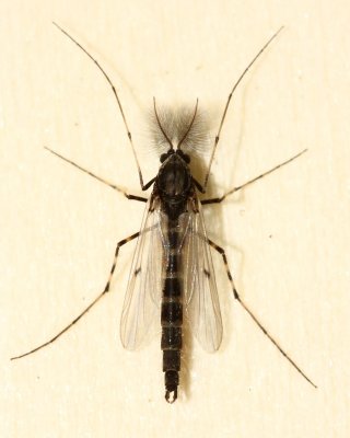 Stictochironomus sp.