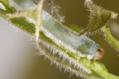 Sawfly larva