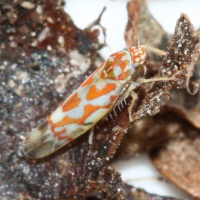 Erythroneura rubrella (Typhlocybinae)