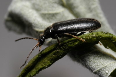 Pedilus lugubris