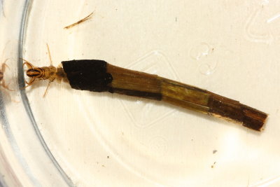 Ptilostomis sp.