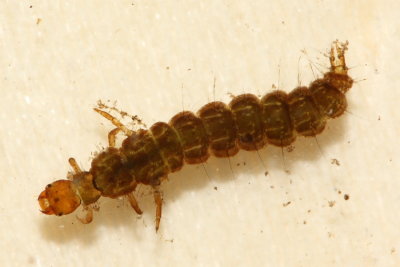 Rhyacophila sp. larva