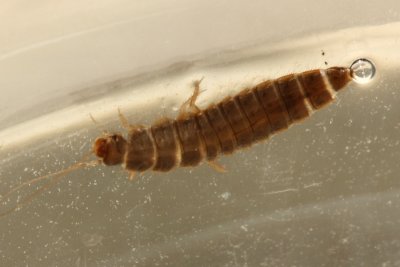 Scirtes sp. larva
