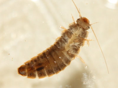 Scirtes sp. larva