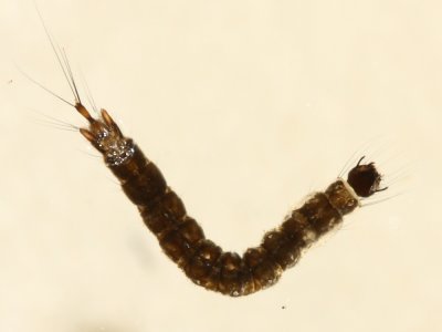 Meniscus Midge (Dixella sp.) larva