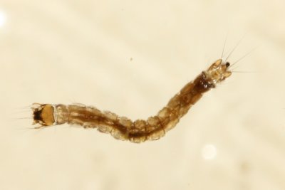 Meniscus Midge (Dixella sp.) larva