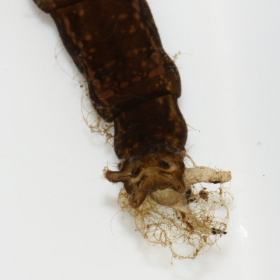 Aquatic Crane Fly (Tipula sp.) larva