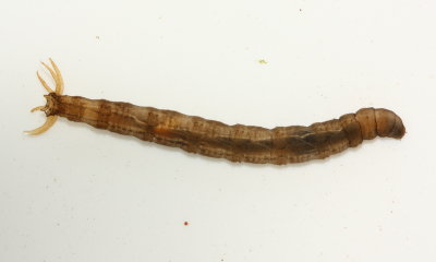 Aquatic Crane Fly (Tipula (Yamatotipula) sp.) larva
