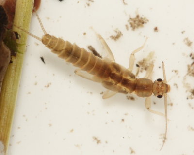 Winter Stonefly (Allocapnia sp.), family Capniidae