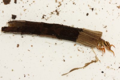 Ptilostomis sp.