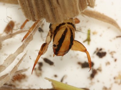 Ptilostomis sp.